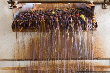 Как делают оливковое масло