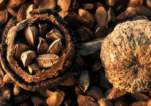 Полезные свойства бразильского ореха